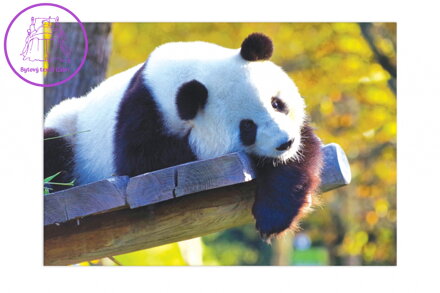 Obraz panda