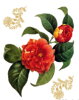 Samolepící dekorace Červené kvěry - F 0457