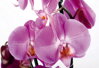 Fototapeta vliesová premium collection - FTNS 2459 Orchideje 360x270cm - 4 dílná 2022