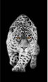 Dekorační závěs s potiskem 140x245cm - Leopard 7503