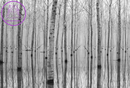 Vliesová fototapeta 360x270cm - FTNXXL 3004 Abstrakce břízový les