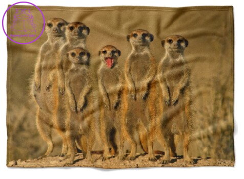 Fleecová fotodeka - Surikaty více rozměrů