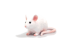 Mojo Myš