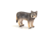 Mojo Vlk mládě