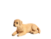 Mojo Labrador štěně