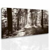 Černobílý obraz Lesní pěšina