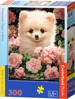 CASTORLAND Puzzle Štěně Pomeraniana v růžích 300 dílků