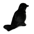 Rappa Plyšová vrána 25 cm ECO-FRIENDLY