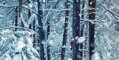 Panoramatický les v zimě