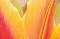 Vícedílný obraz - Tulipán