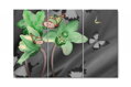 Vícedílný obraz - Zelená orchidej a motýli
