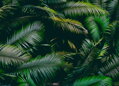 Tapeta Palmové listy
