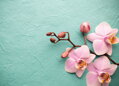 Fototapeta Orchidej