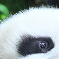 Tapeta Panda