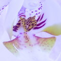 Tapeta Orchidej fialková