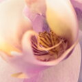 Tapeta Orchidej a perly