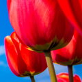 Tapeta Červené tulipány