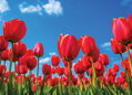 Tapeta Červené tulipány