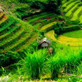 Tapeta Rýžová pole Vietnam
