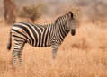 Tapeta Zebra v savaně