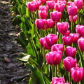 Tapeta Pole tulipánů