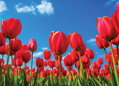 Tapeta Tulipány