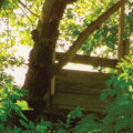 Tapeta Obrovský strom