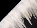 Prýmek - kohoutí peří šíře 12 cm