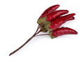 Umělé chilli papričky na drátku
