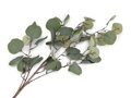 Umělý eukalyptus