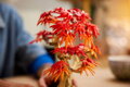 LEGO BOTANICALS Bonsaj japonský červený javor 10348 STAVEBNICE