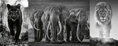 RAVENSBURGER Puzzle Panter, slon a lev 1000 dílků 98x38cm panorama triptych
