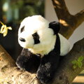 PLYŠ Medvídek Panda 23cm sedící Soft *PLYŠOVÉ HRAČKY*