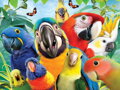 PUZZLE 3D Smějící se papoušci 31x23cm 100 dílků skládačka v krabici