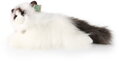 PLYŠ Kočka ragdoll 35cm ležící Eco-Friendly *PLYŠOVÉ HRAČKY*