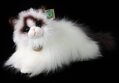 PLYŠ Kočka ragdoll 35cm ležící Eco-Friendly *PLYŠOVÉ HRAČKY*