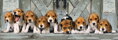 CLEMENTONI Panoramatické puzzle Bíglové 1000 dílků