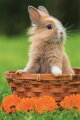 TREFL Displej Puzzle Roztomilá zvířátka 54 dílků (40 ks)