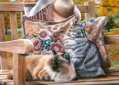 CHERRY PAZZI Puzzle Kočičí posezení 1000 dílků