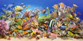 CASTORLAND Puzzle Podmořský život 4000 dílků