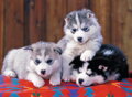 RAVENSBURGER Puzzle Štěňata husky XXL 200 dílků