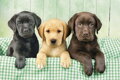 CLEMENTONI Puzzle Tři labradoři 1000 dílků