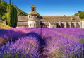 CASTORLAND Puzzle Levandulové pole v Provence, Francie 1000 dílků