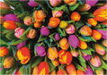 PIATNIK Puzzle Tulipány 1000 dílků