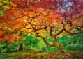CHERRY PAZZI Puzzle Koruna stromu 1000 dílků