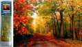 Norimpex Diamantové malování Podzim v lese 30x40cm