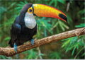 DODO Puzzle Tukan 500 dílků