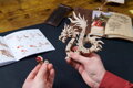 UGEARS 3D puzzle Drak 141 dílků