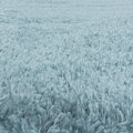 Kusový koberec Fluffy Shaggy 3500 blue kruh