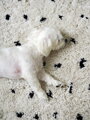 Kusový koberec Berber Syla B752 dots cream